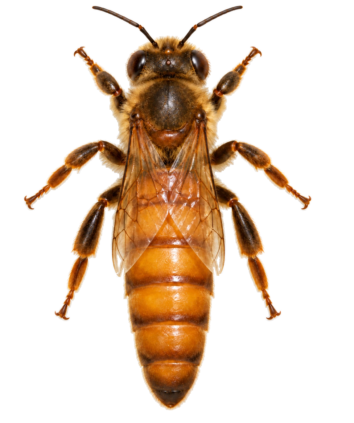 Illustration of an Italian queen bee